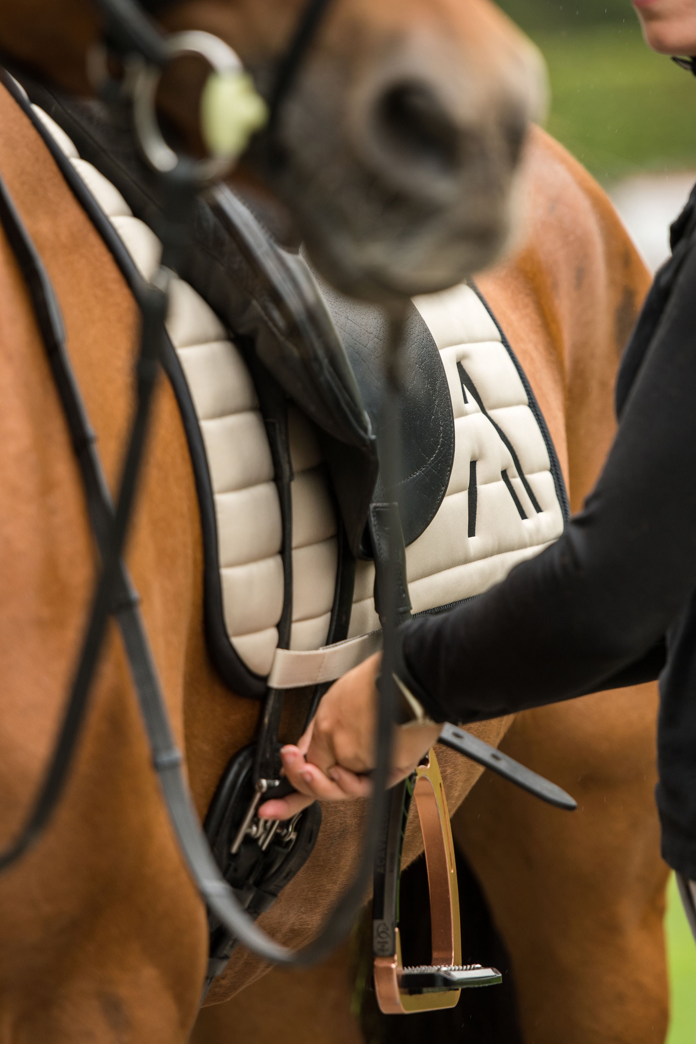 Avoke Vortex Dressage