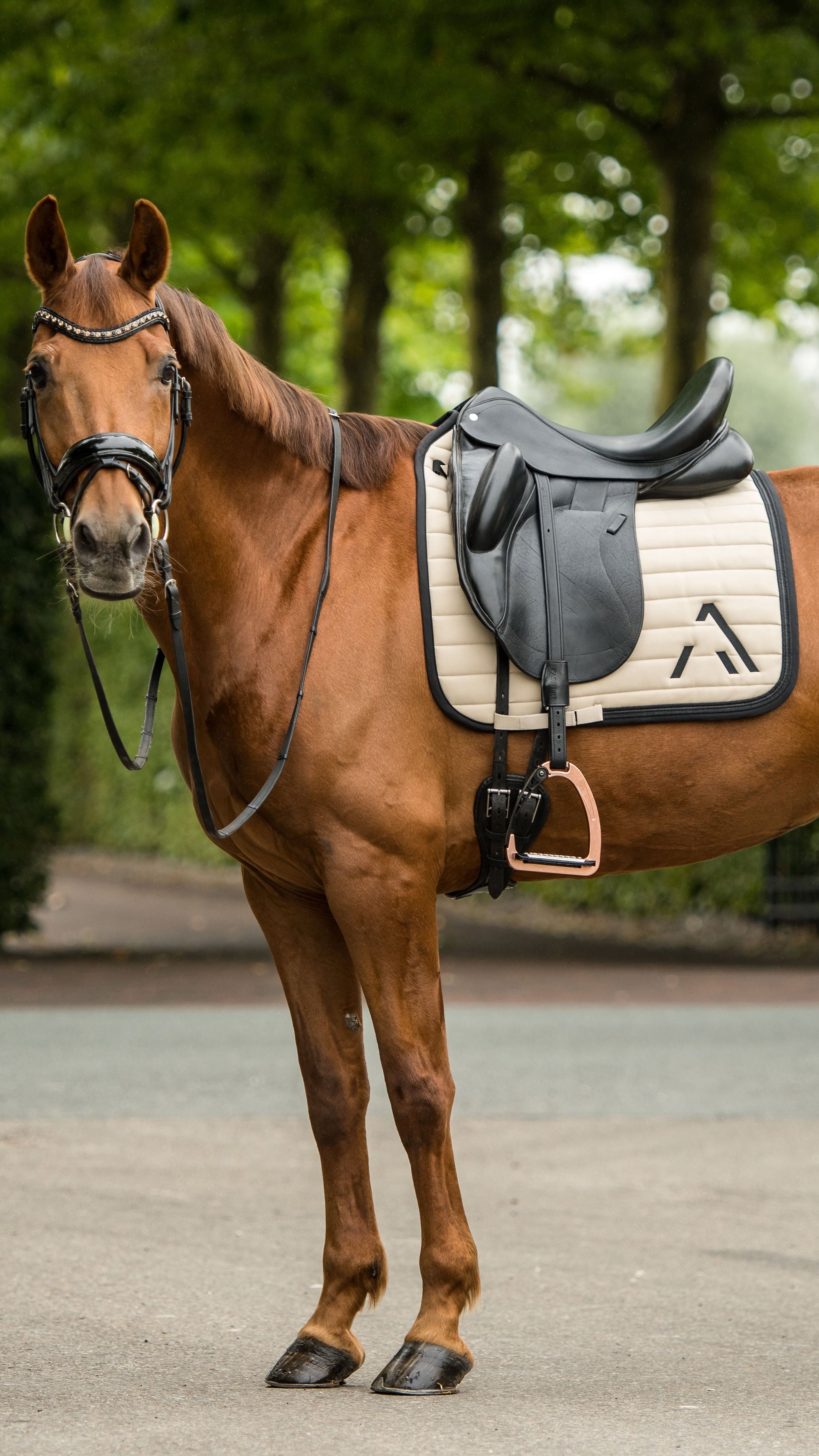 Avoke Vortex Dressage