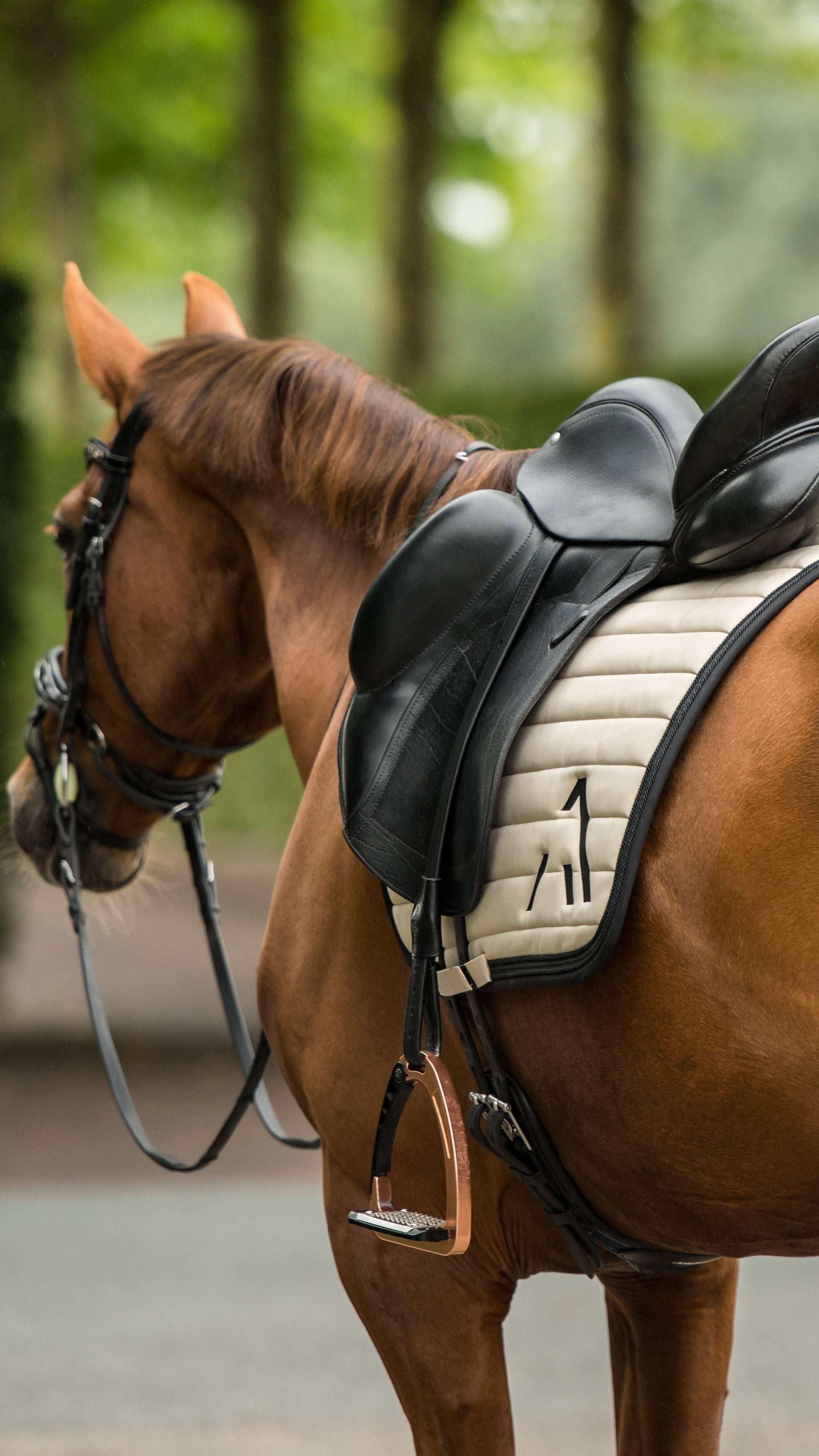 Avoke Vortex Dressage